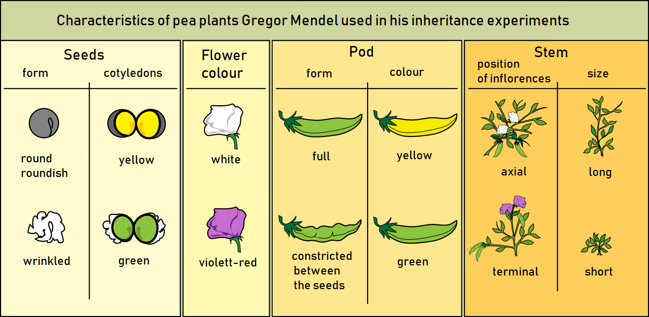 Gregor Mendel's studies of pea plant characteristics